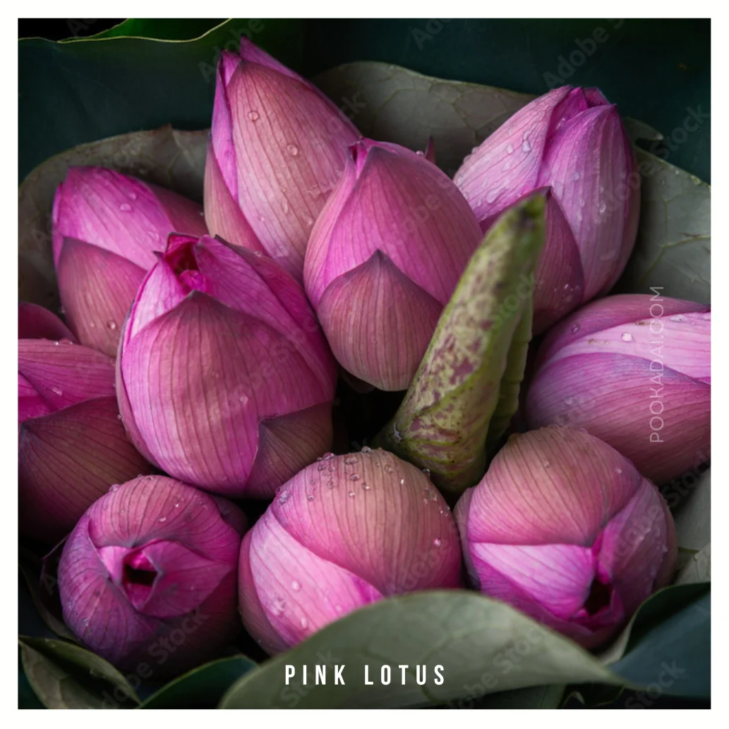 Pink Lotus